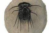 Dicranurus Trilobite - Free Standing Spines! #189958-5